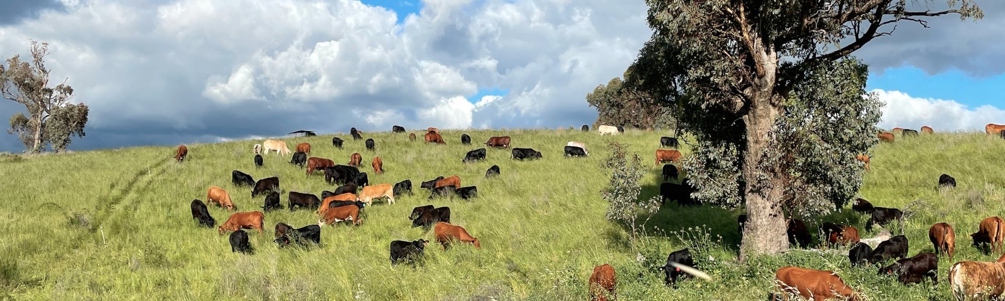  Australian Holistic Management Cooperative 